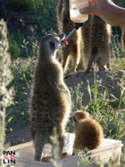 180px-Kleintjie drinking.jpg