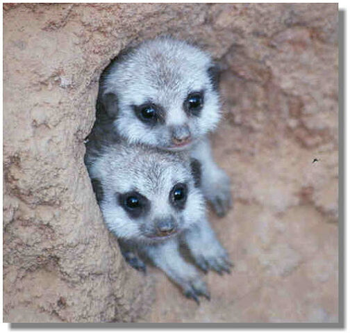 Archivo:Cute-little-meekat-meerkats-1382618-516-491.jpg