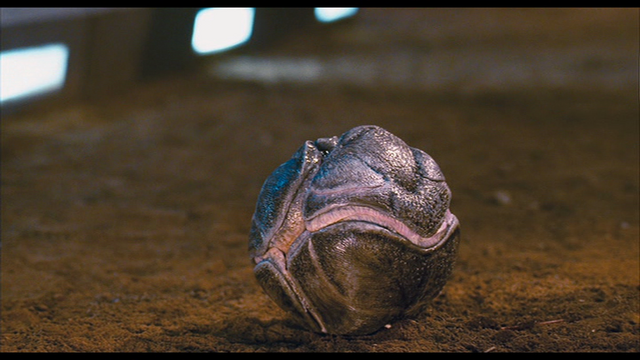File:Bombardierbug.png