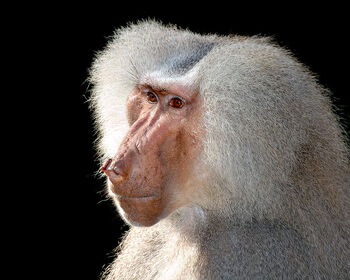 Baboon
