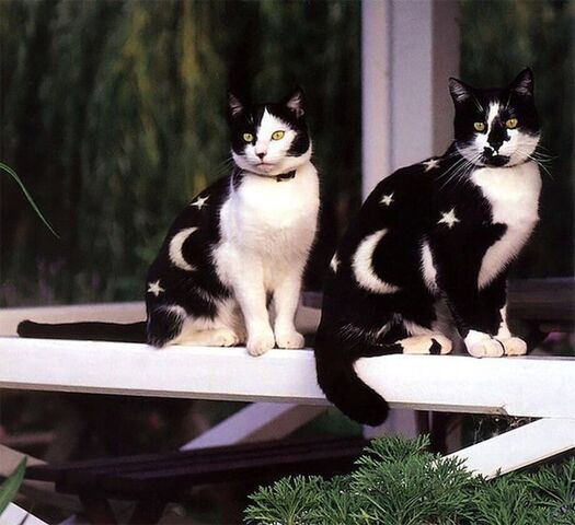 Файл:Коты Небосвода.jpg