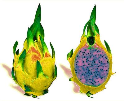 Pitaya-hylocereus-undatus-cc s-masters-wikip