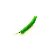 Pluma qetz.jpg