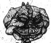 Mantis Man Head