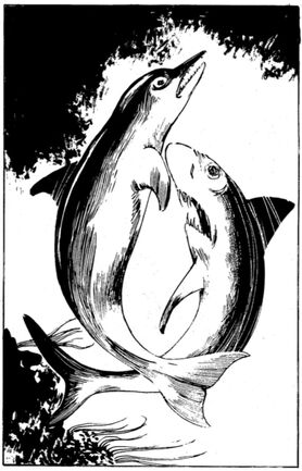 File:FF Dolphin.jpg