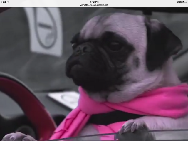 File:Derekpug.png