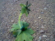 Deathvine