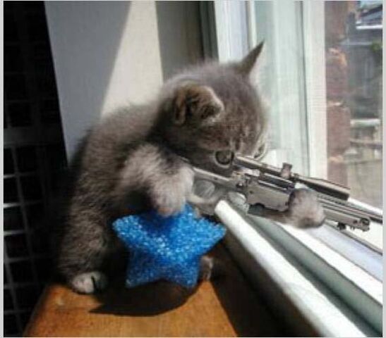 File:Sharpshooter kitty.jpg