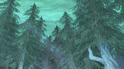 Verwunschener Wald.jpg