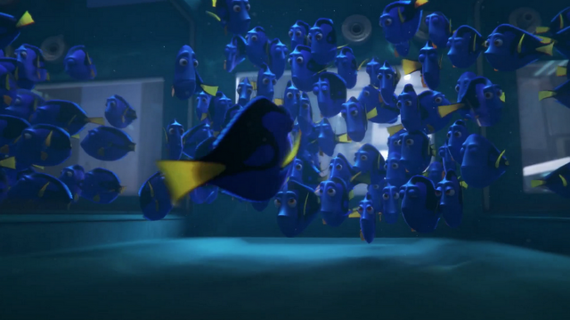 File:Regal Blue Tangs.png