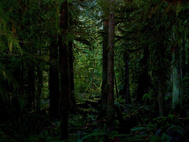 File:Pinelands.jpg