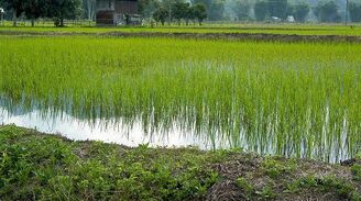 Centauri Princess Rice Fields