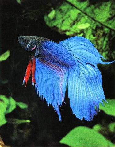 File:Betta Fish2.jpg