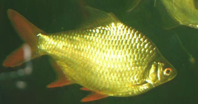 File:Tinfoil Barb 700.jpg