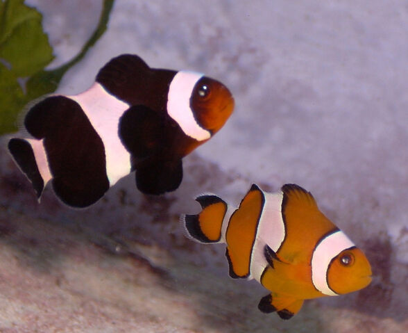 File:Amphiprion ocellaris.jpg