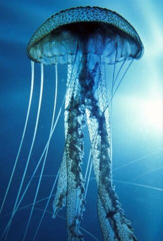 File:Jellyfish.jpg