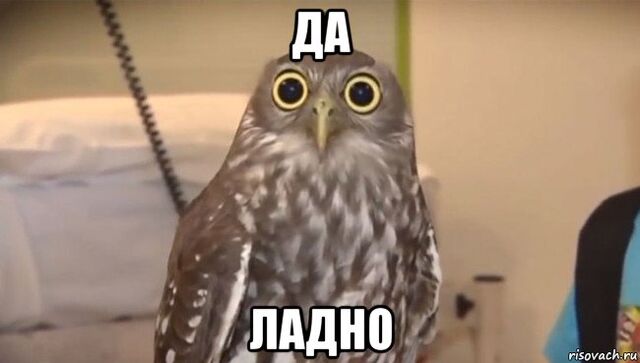 Файл:Лапопциппр.jpg