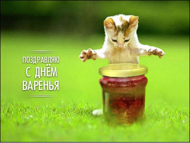 Файл:Котёнок.jpg