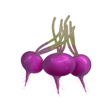 Huedradishes