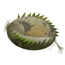 Euphoric seed