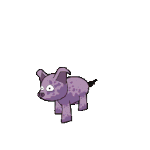 Adult pig