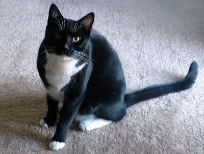 Percy