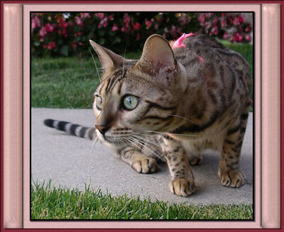 Bengalcatmainpicture