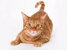 Golden Cat