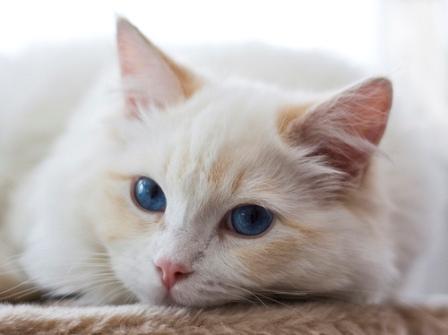Cream Point Ragdoll Cat