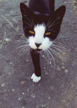 Dexter