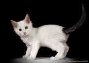 Sparky