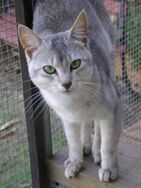 Silverheart