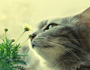 Featherstar.Life