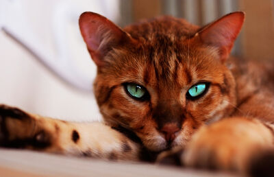 Bengal 02