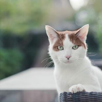 Catt
