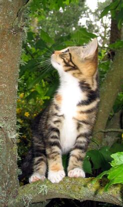 Kitten-tree-looking-up