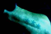 Three Stars Arm