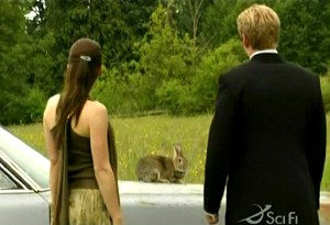 Rabbit