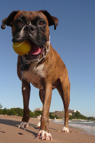 File:Dog.jpg