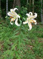 800px-Lilium auratum1