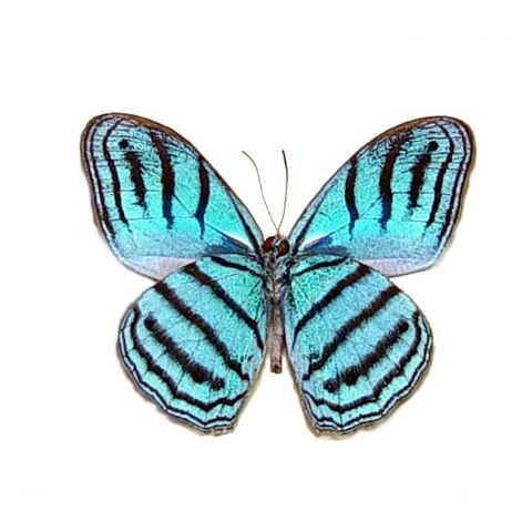 File:4 Cephus Blue Ringlet.jpg