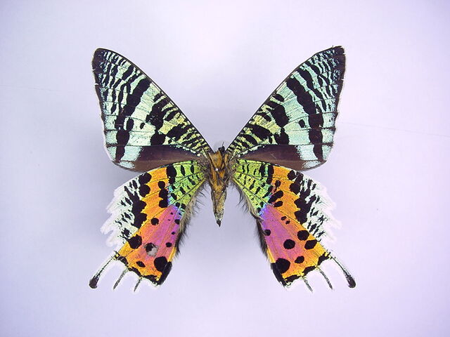 File:49 Sunset Moth.jpg