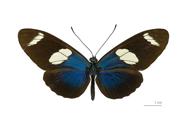 File:17 Sara Longwing.jpg