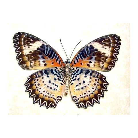 File:10 Leopard Lacewing.jpg