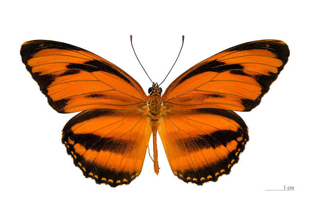 File:9 Banded Orange.jpg