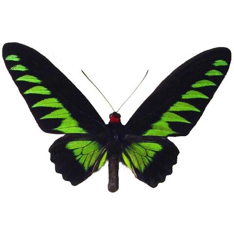 File:39 Rajah Brooke's Birdwing.jpg