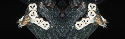 Eight