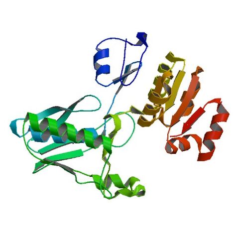 File:1SR8 bio r 500.jpg