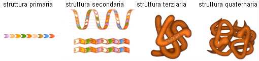 StruttureProteiche.jpg