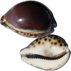 Purple cowry